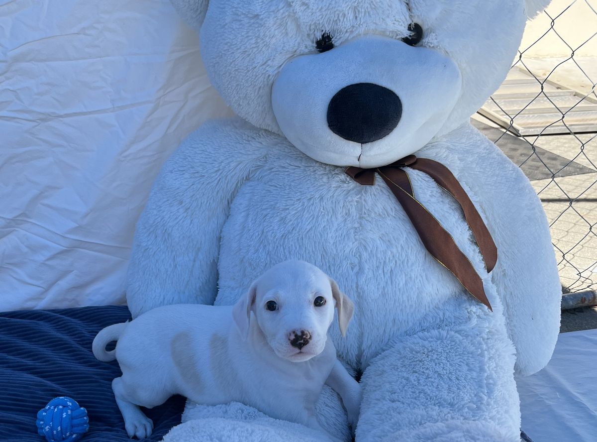 Gallery image: Aurora