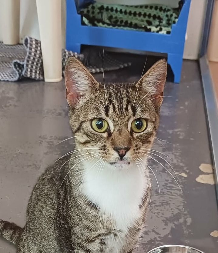 Gallery image: Mousey