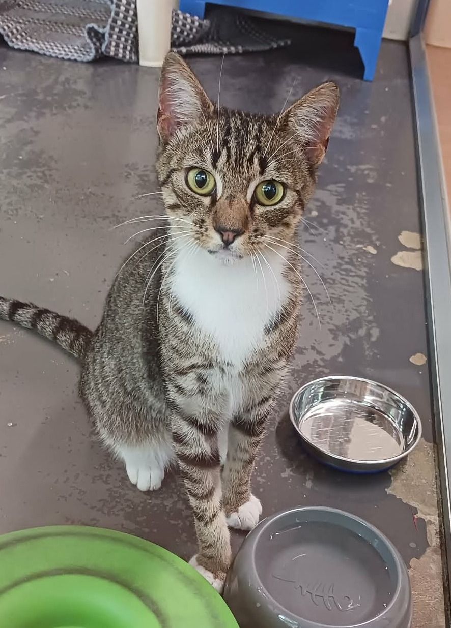 Gallery image: Mousey