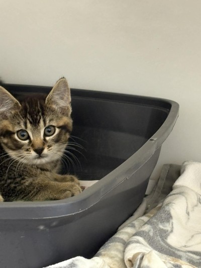 Theodore - Domestic Short Hair