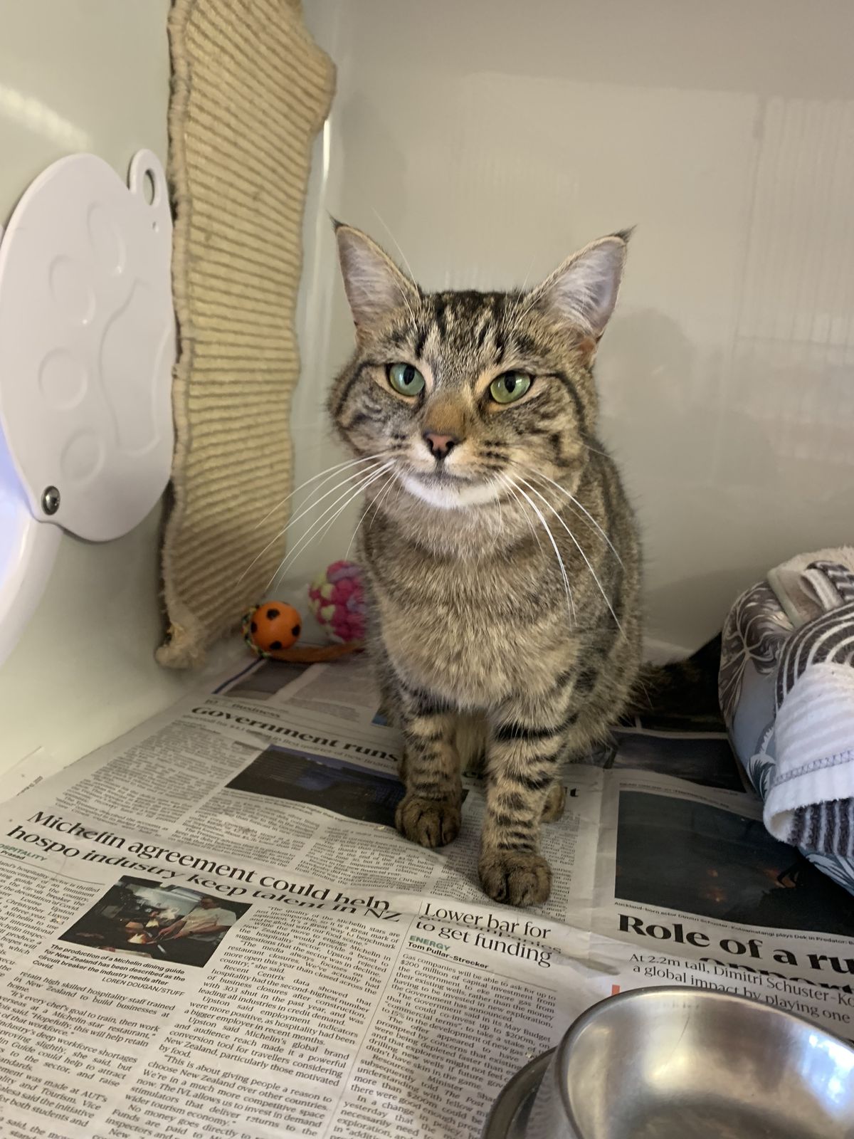 Gallery image: Tiger