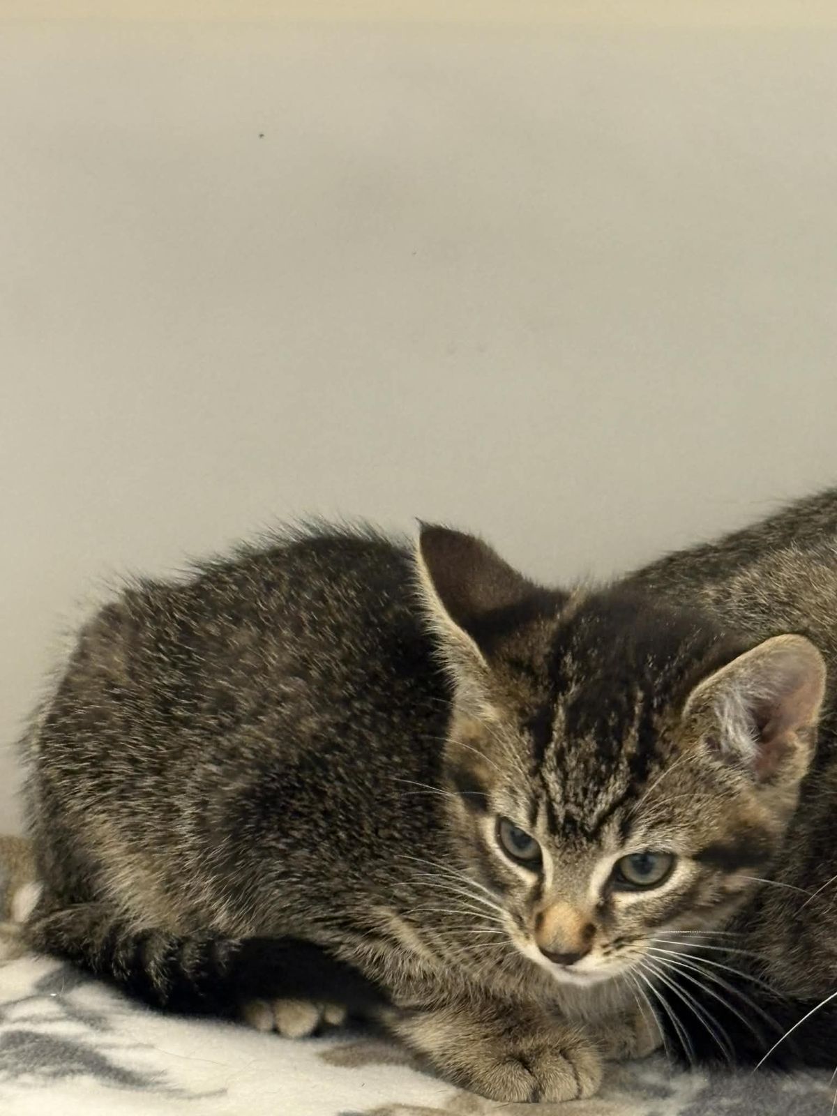 Gallery image: Simon