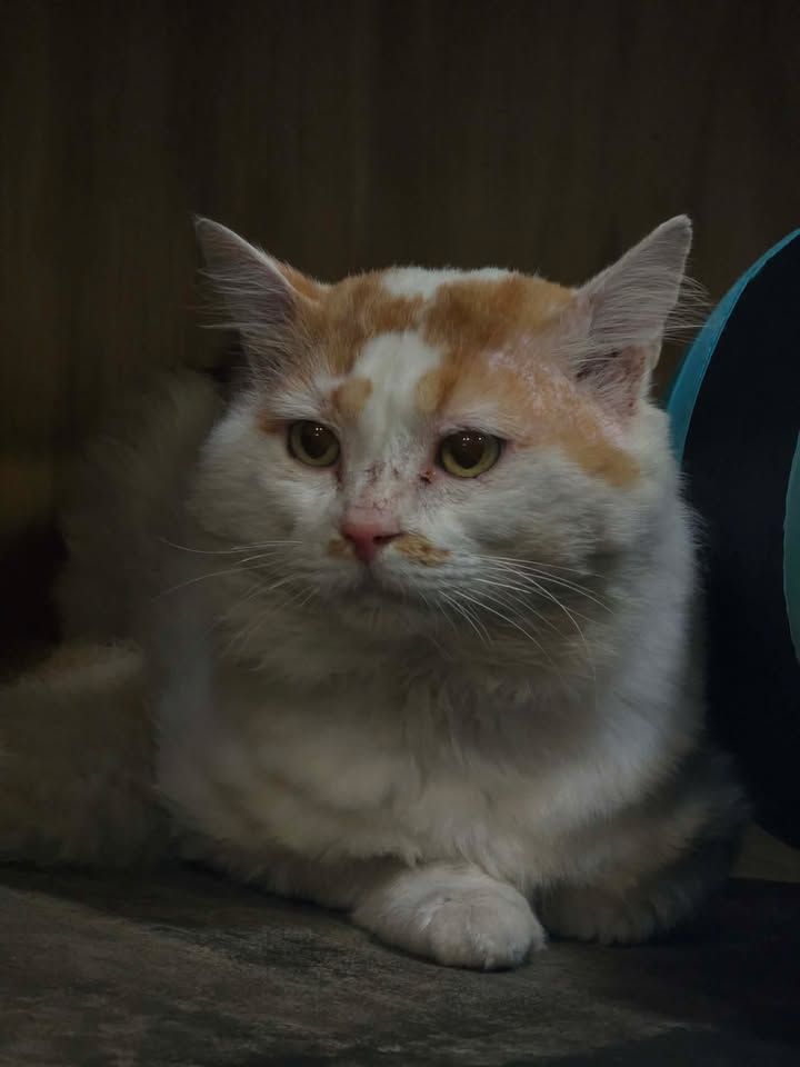 Gallery image: Buddy