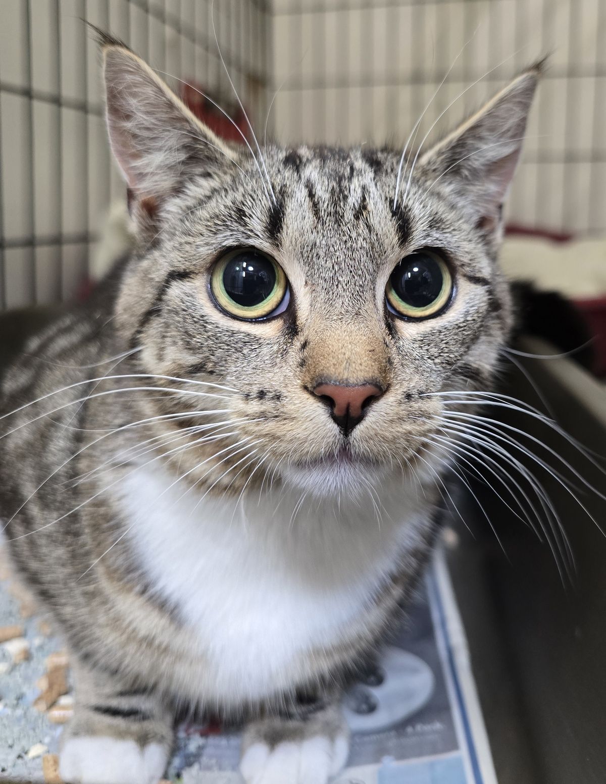 Gallery image: Serena