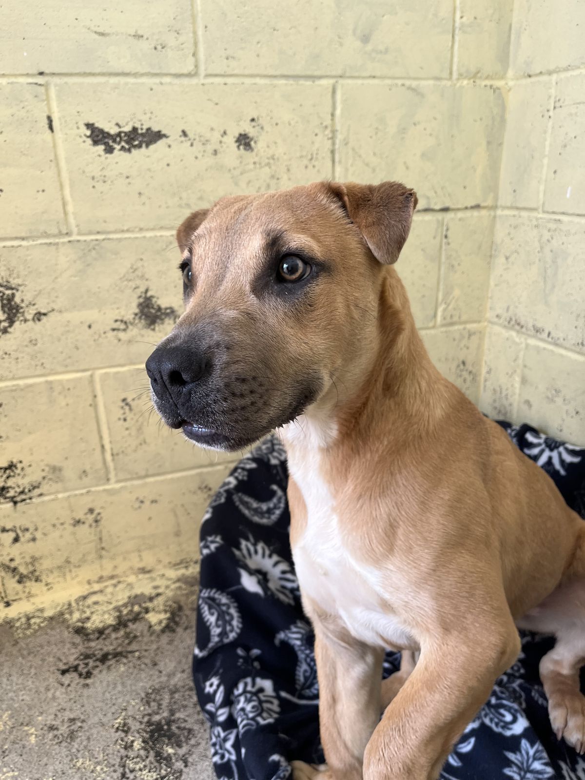 Gallery image: Simba