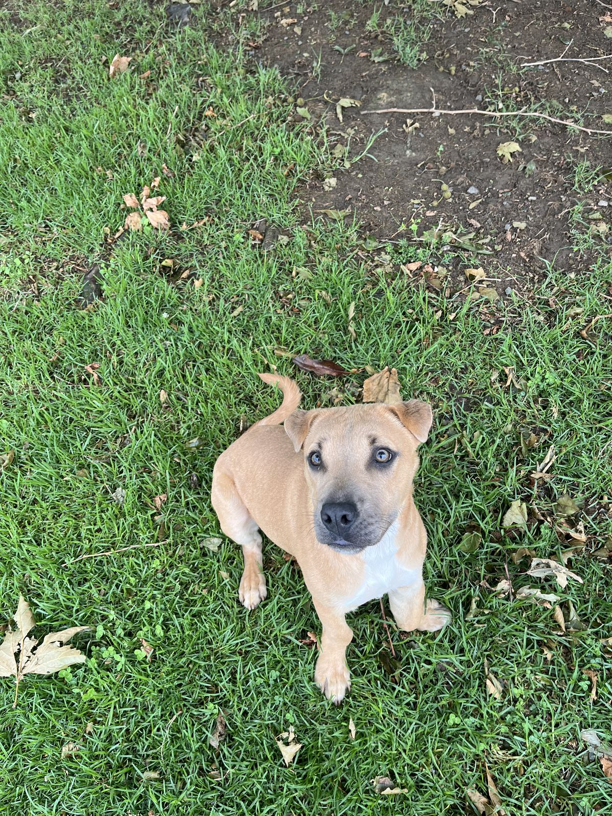 Gallery image: Simba