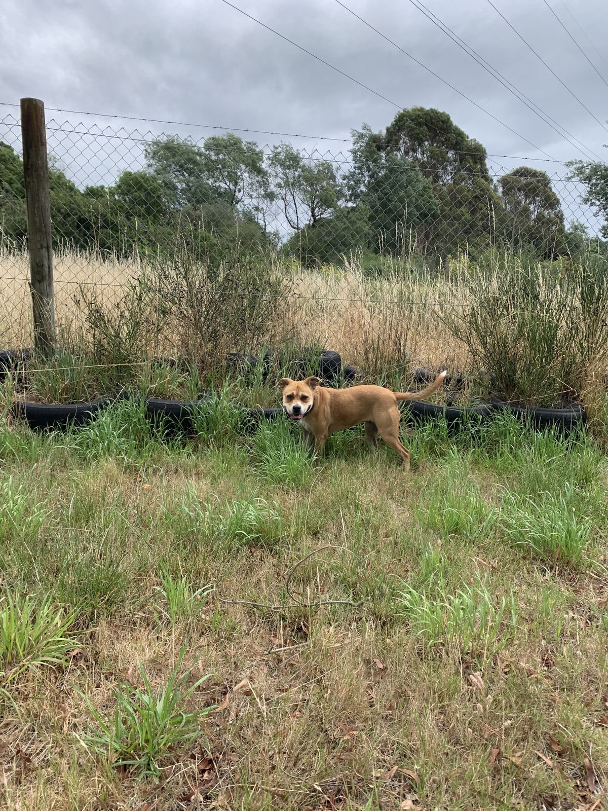 Gallery image: Lacey