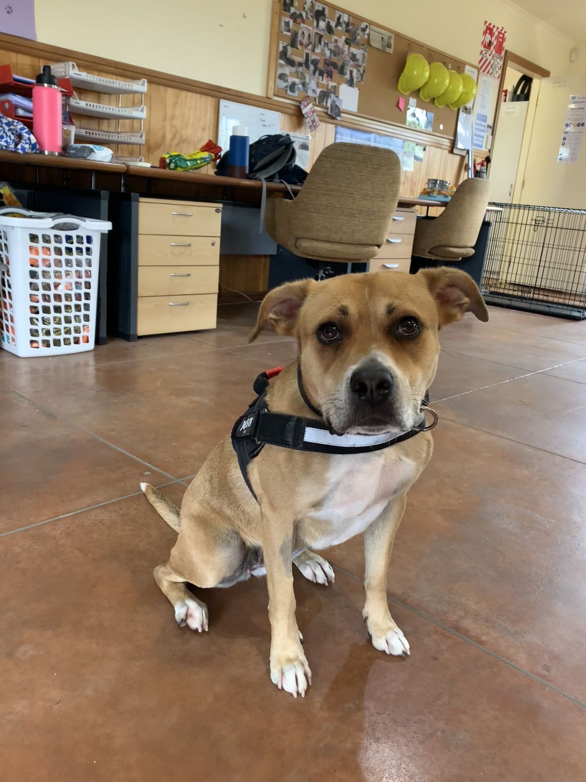 Gallery image: Lacey