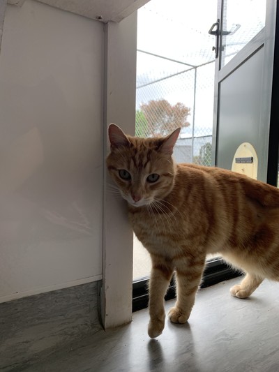 Gemma - Domestic Short Hair