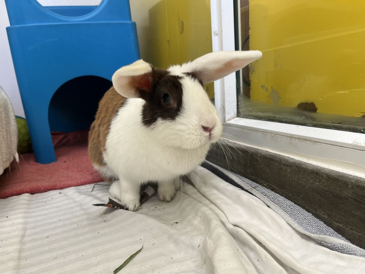 Gallery image: Acacia