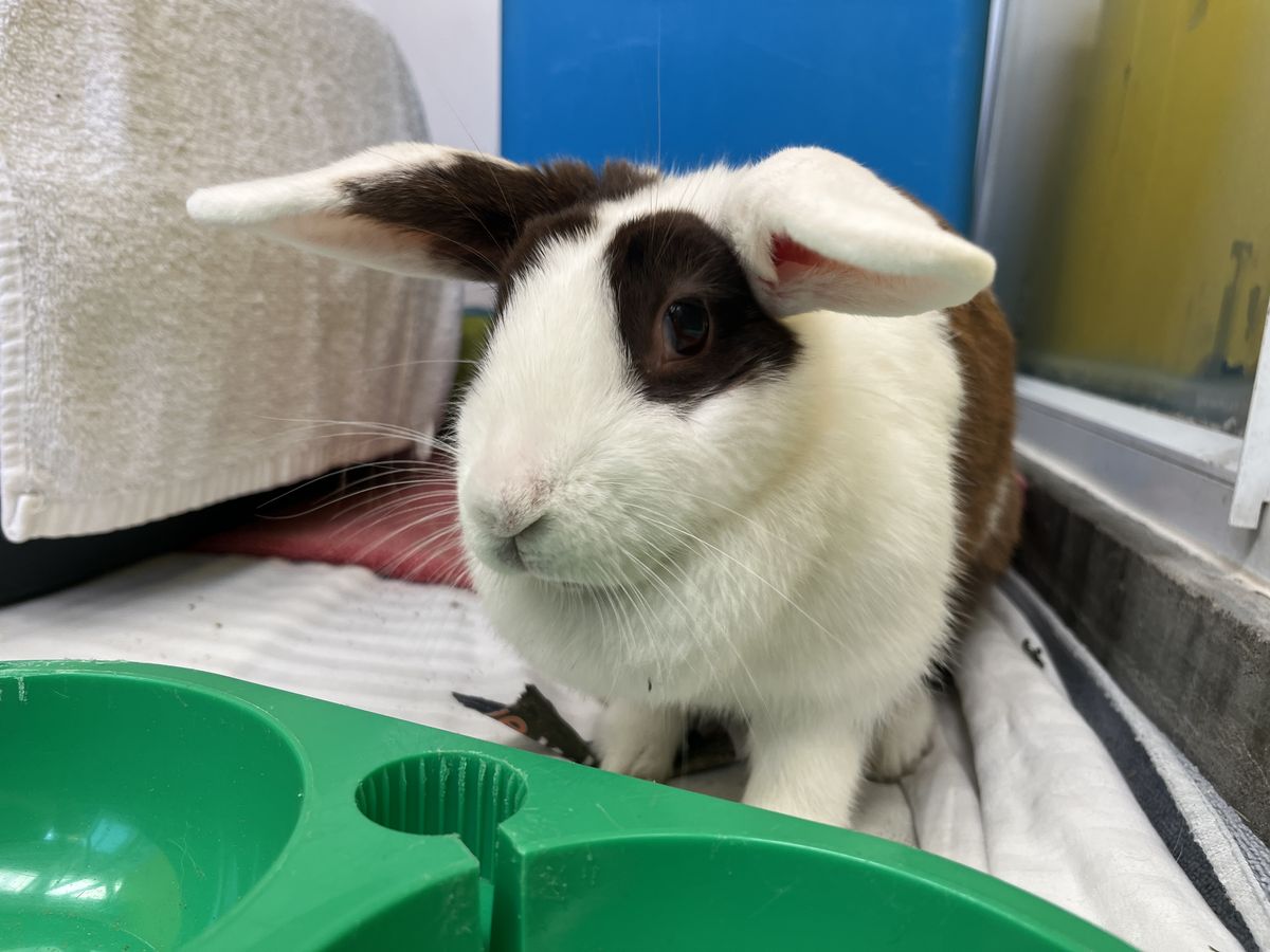 Gallery image: Acacia