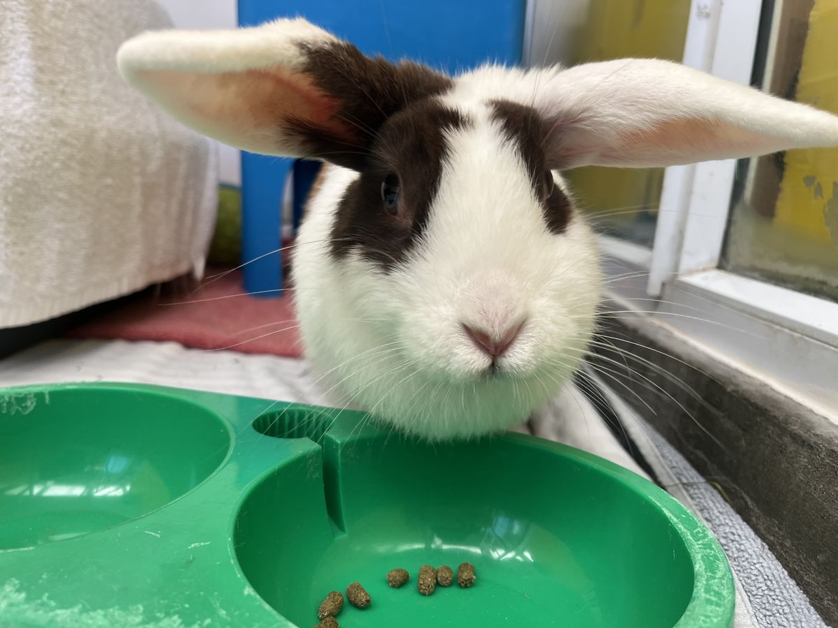 Gallery image: Acacia