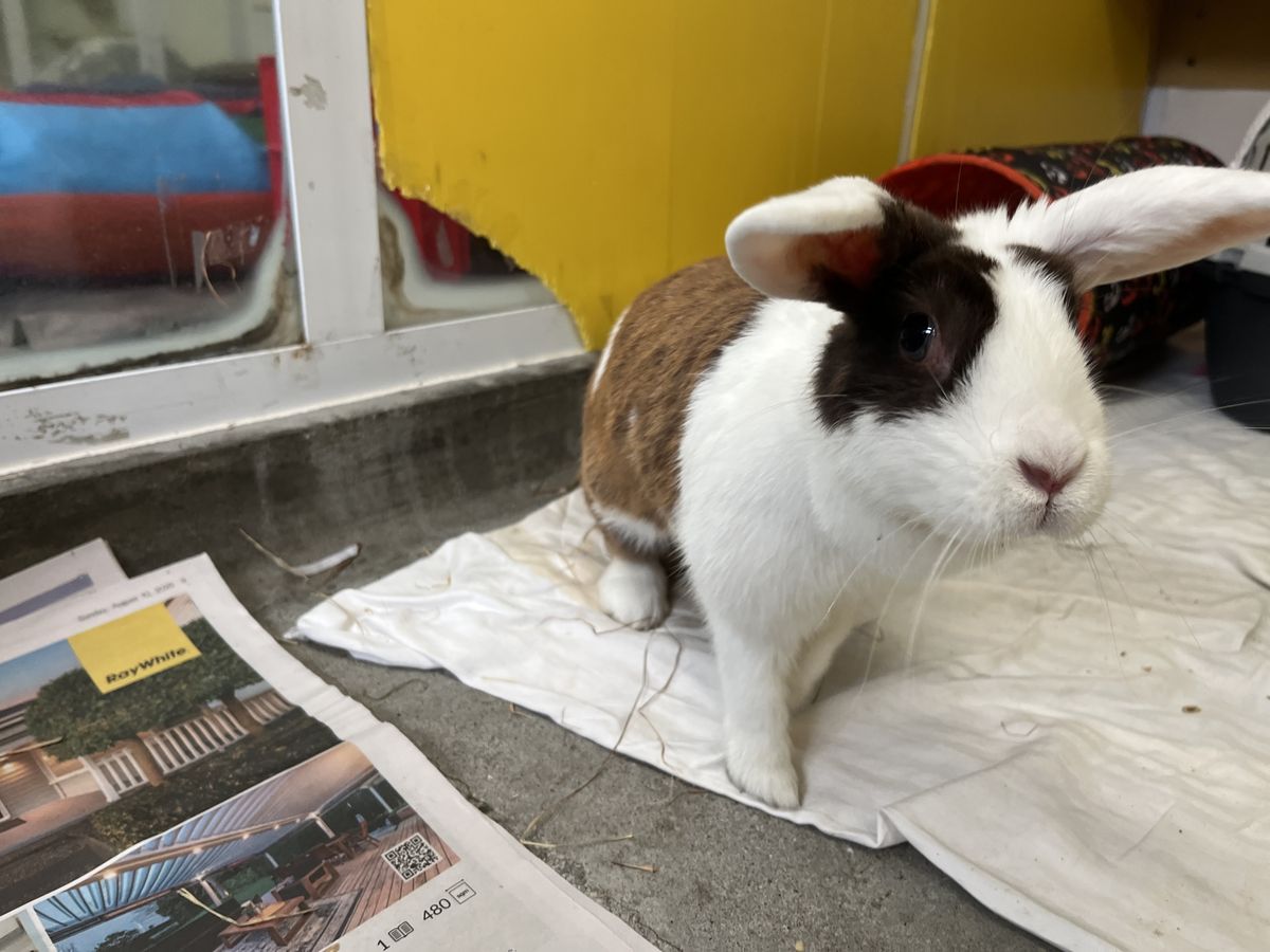 Gallery image: Acacia