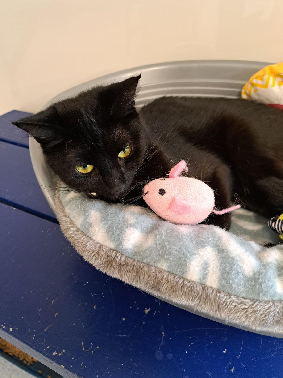 Gallery image: Sable