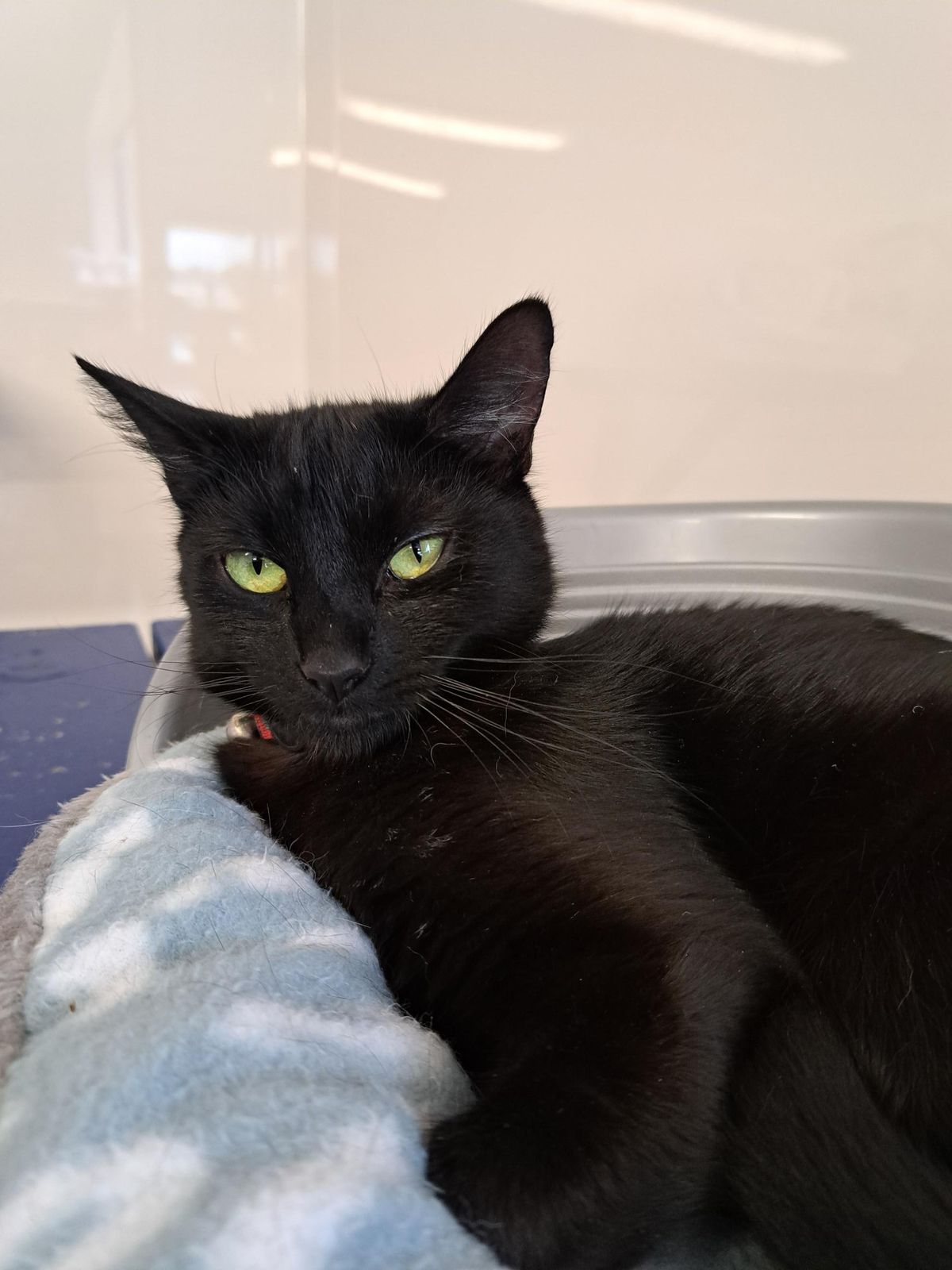 Gallery image: Sable