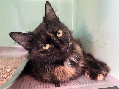 Juliette - Domestic Medium Hair