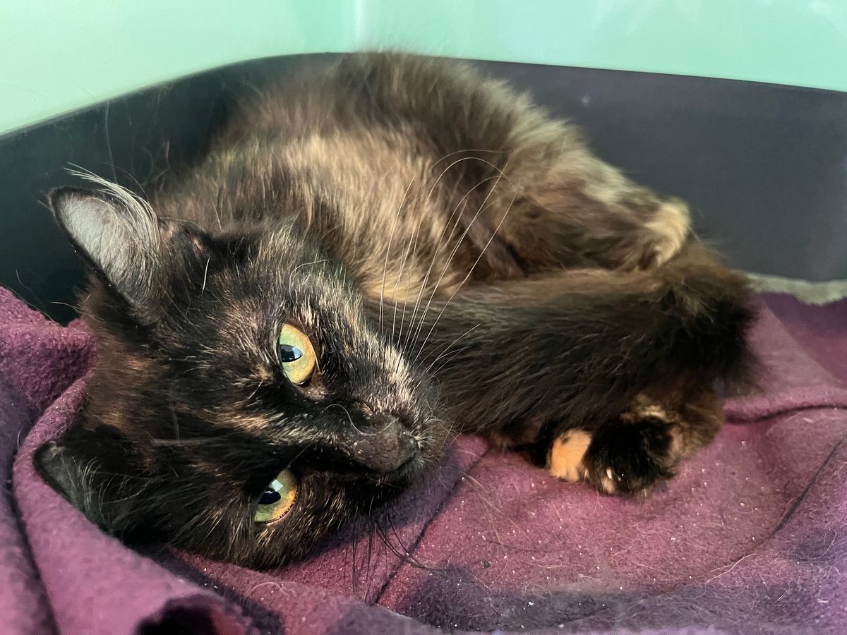 Gallery image: Juliette