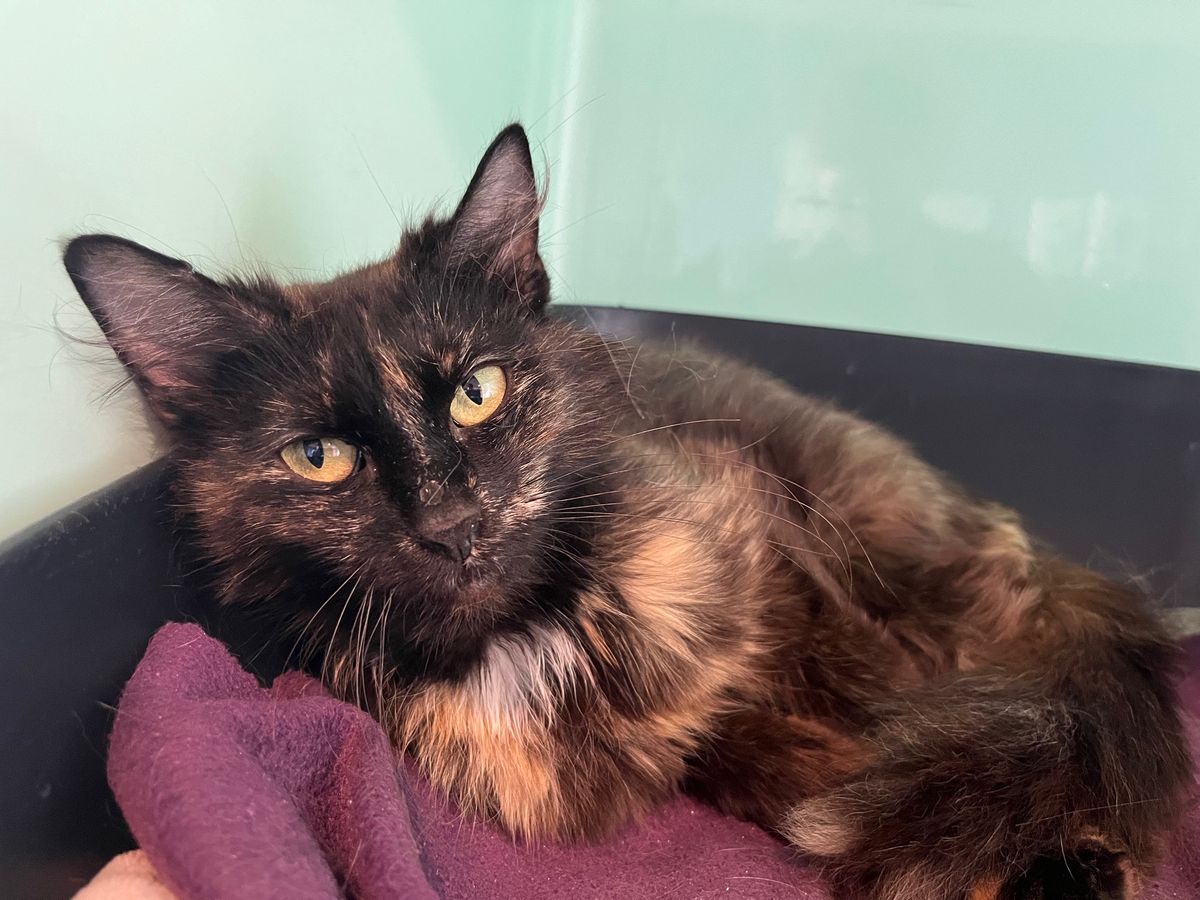 Gallery image: Juliette