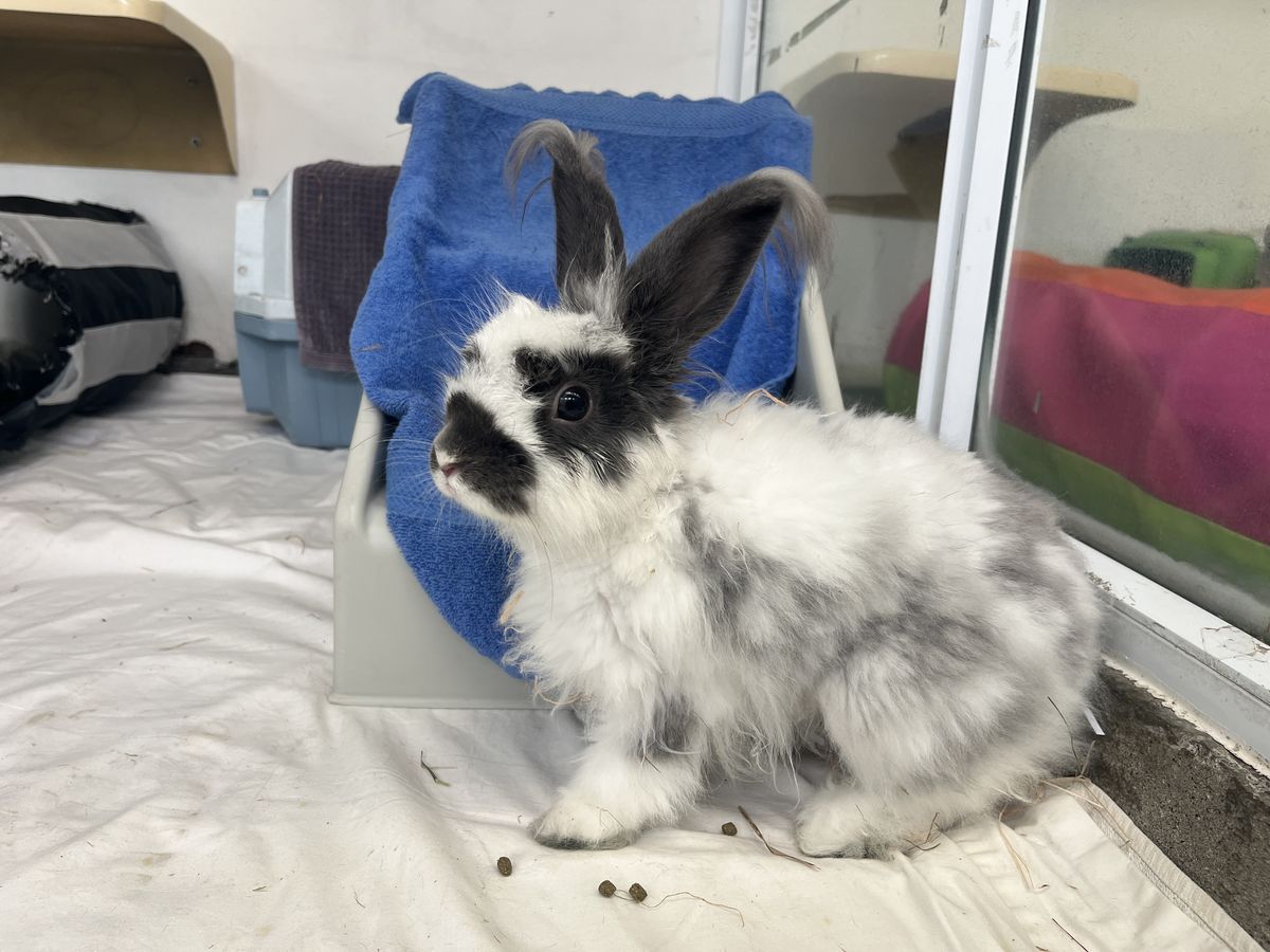 Gallery image: Hubert