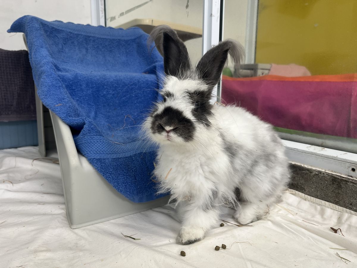 Gallery image: Hubert