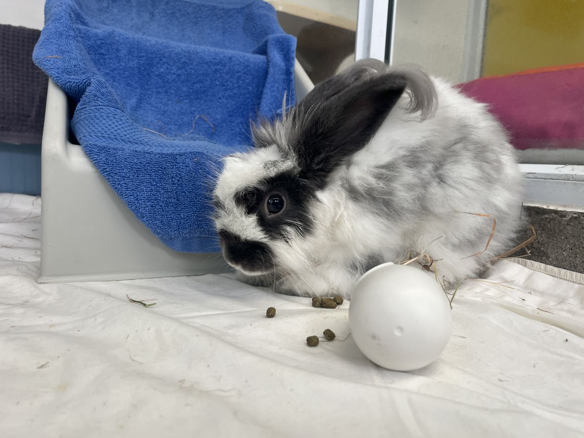 Gallery image: Hubert