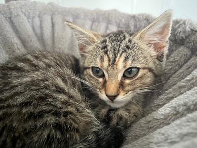 Bubbles - Domestic Short Hair