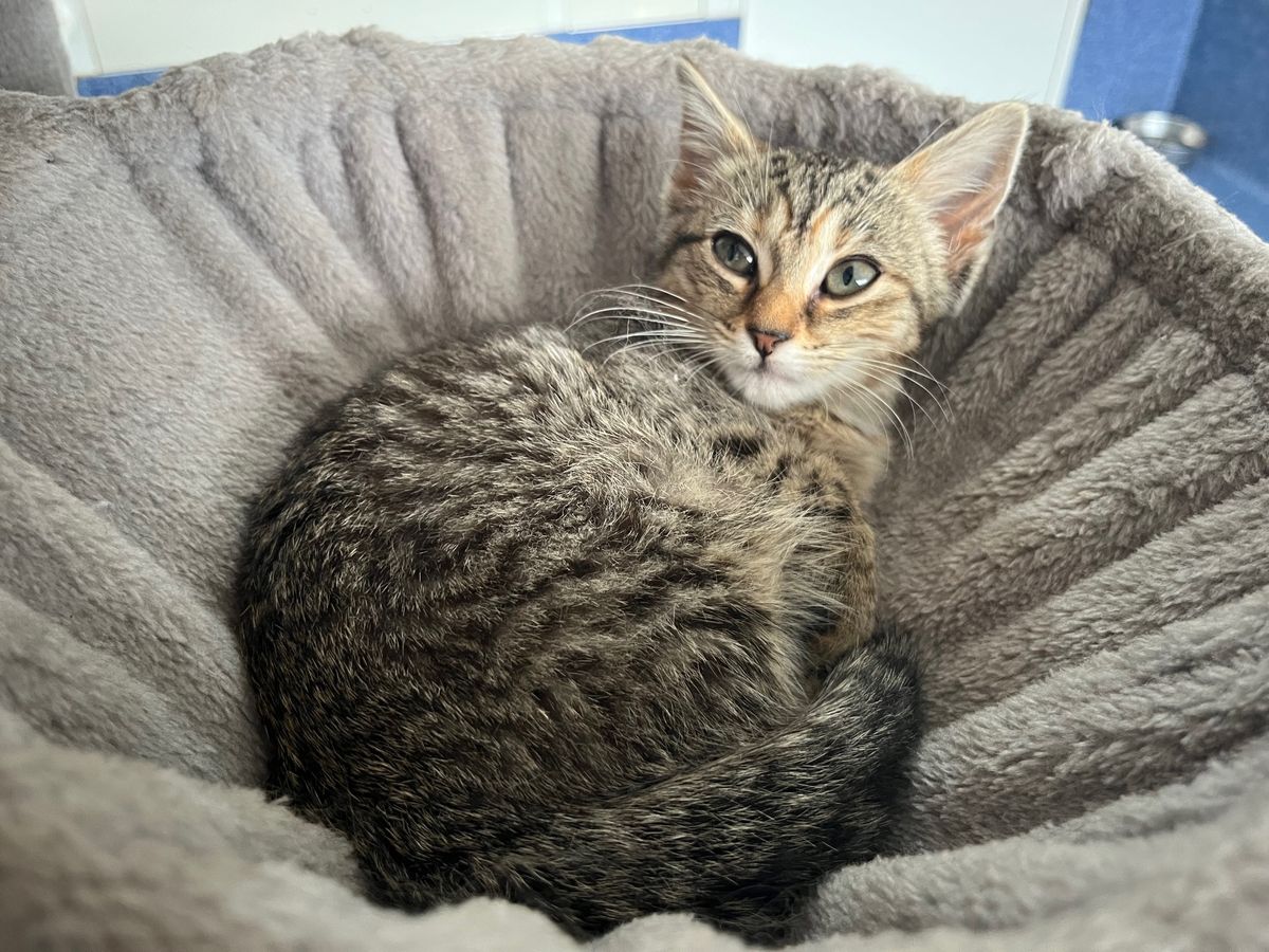 Gallery image: Bubbles