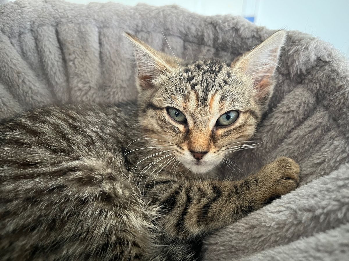 Gallery image: Bubbles