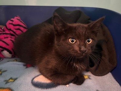 Yvie - Domestic Short Hair