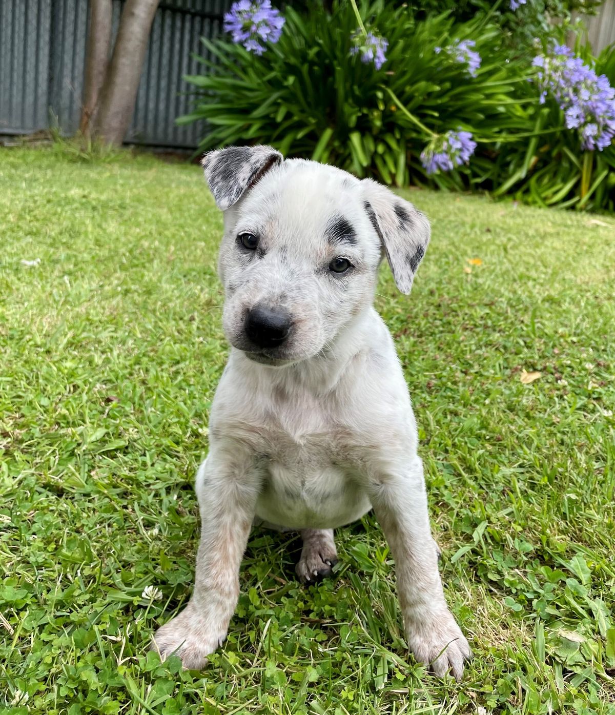 Gallery image: Smudge 