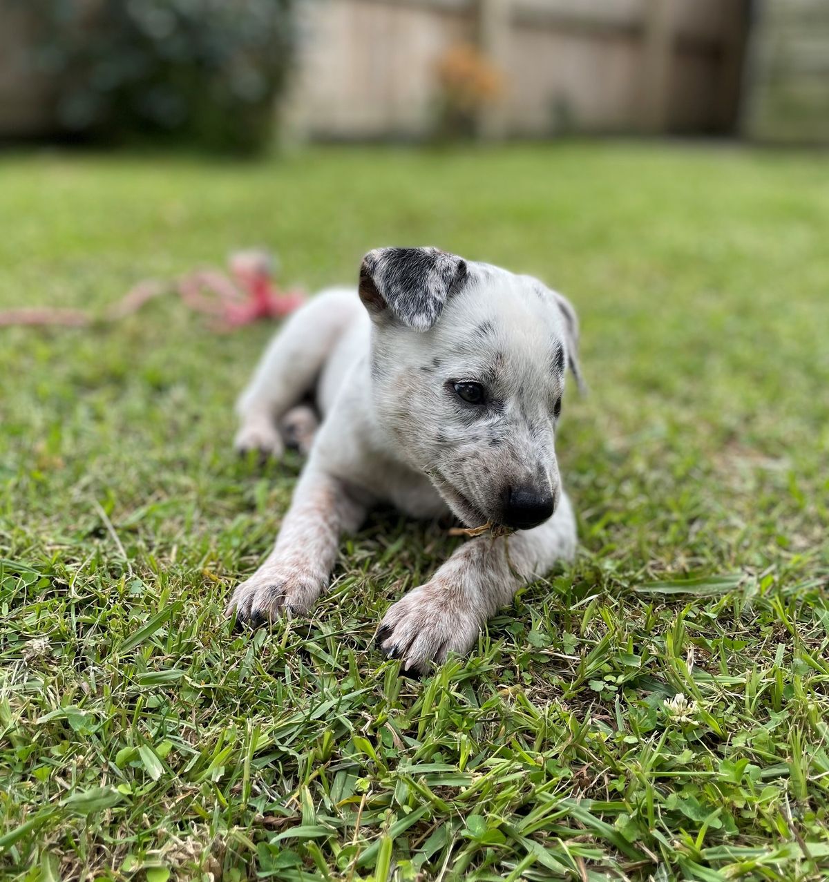 Gallery image: Smudge 