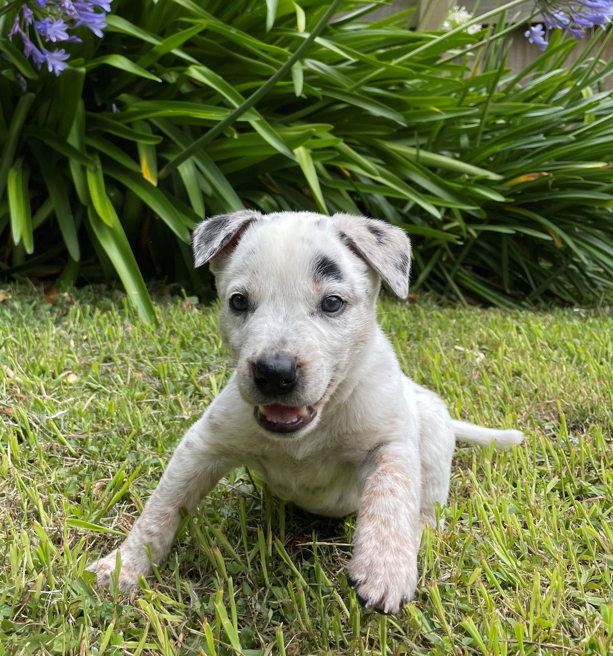 Gallery image: Smudge 