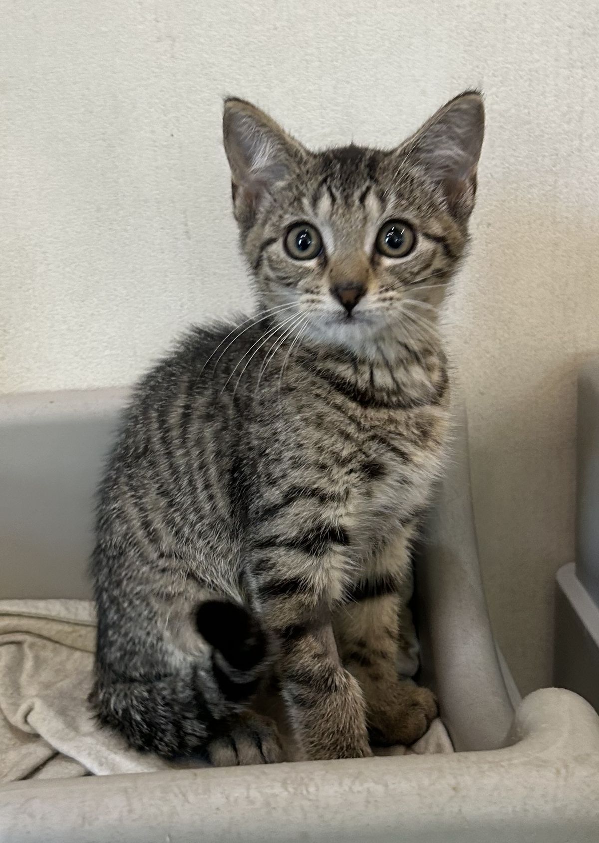 Gallery image: Bosco