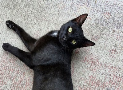 Cheese - Domestic Short Hair