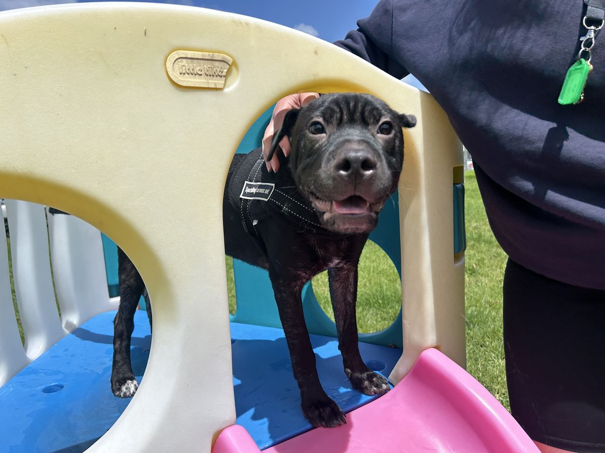 Gallery image: Cosmo