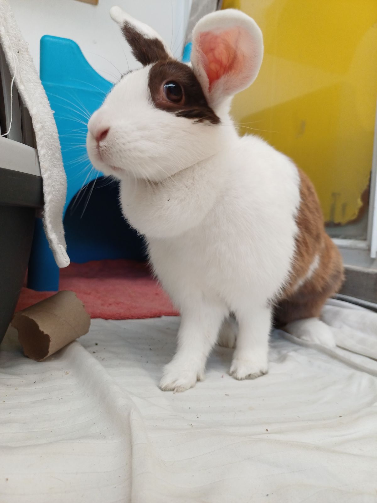 Gallery image: Acacia