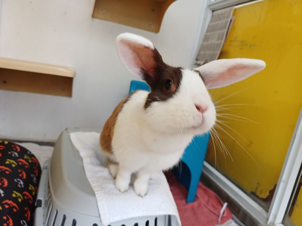 Gallery image: Acacia