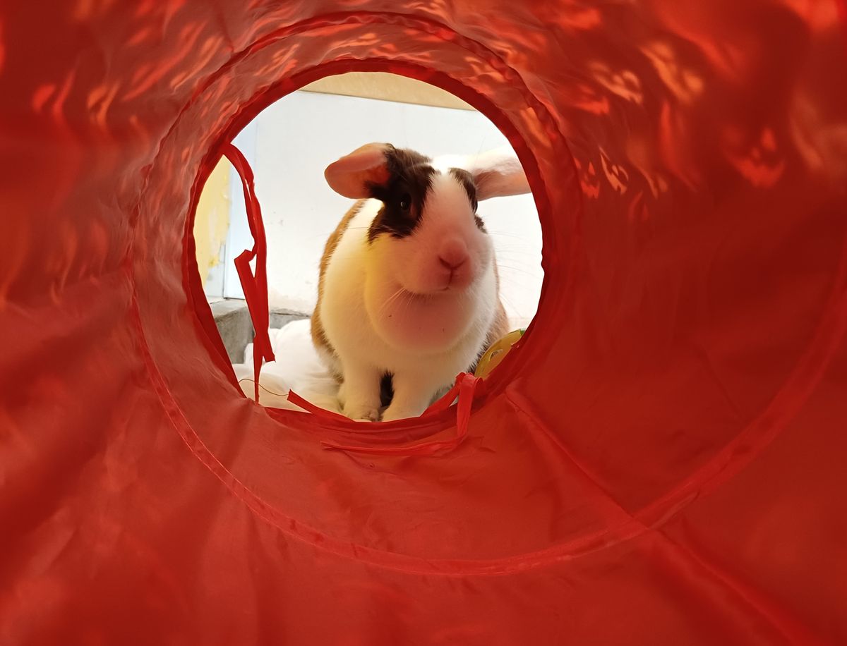 Gallery image: Acacia