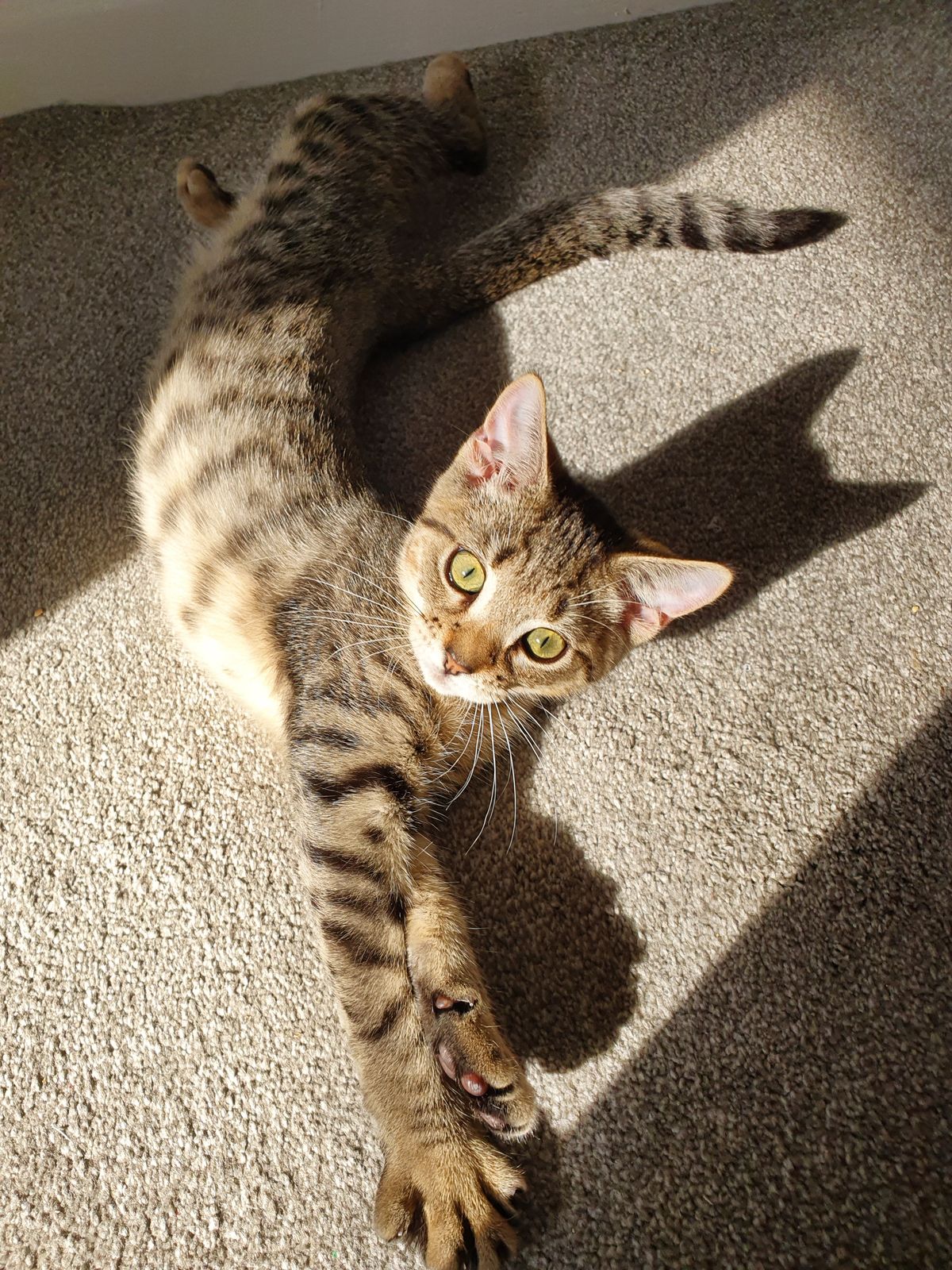 Gallery image: Guava