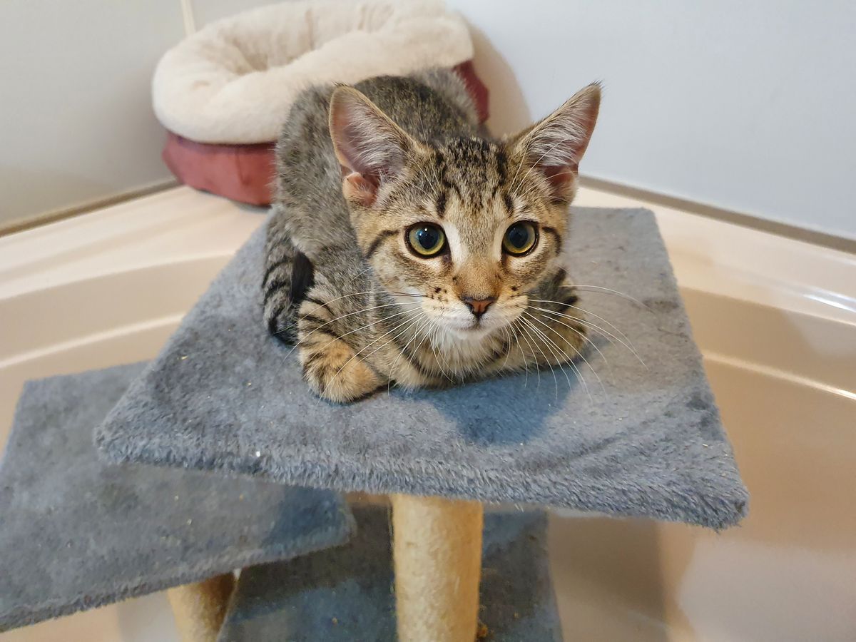 Gallery image: Guava