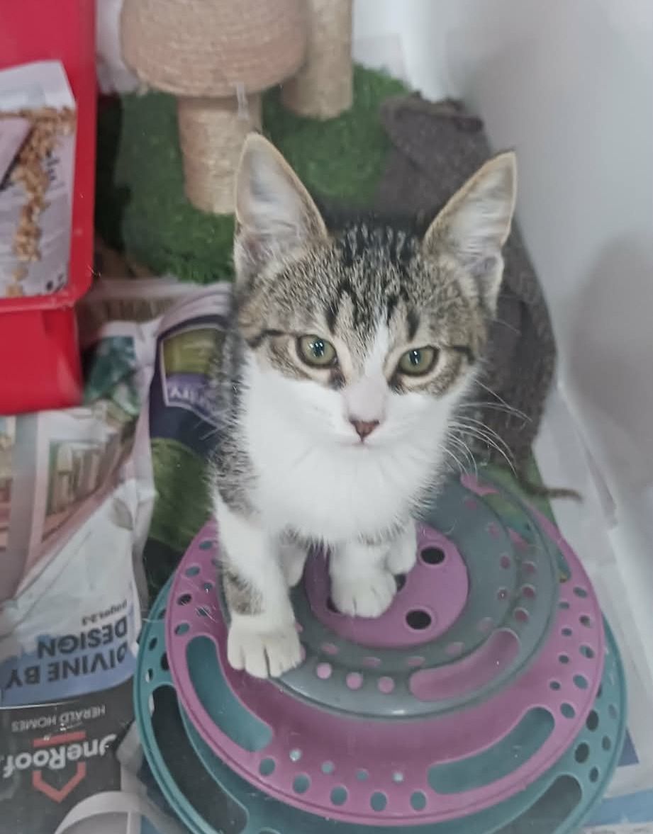 Gallery image: Saskia