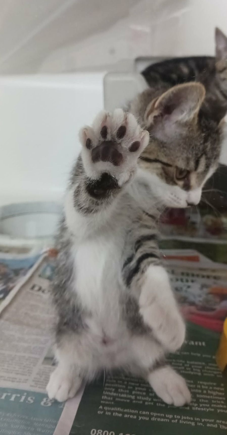 Gallery image: Saskia