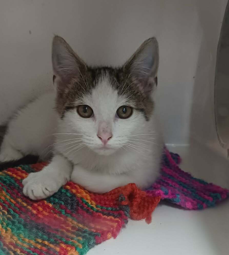 Gallery image: Rasher