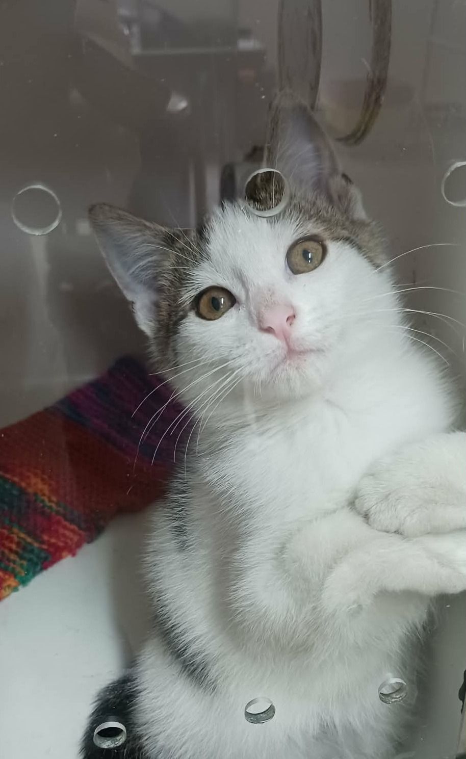 Gallery image: Rasher