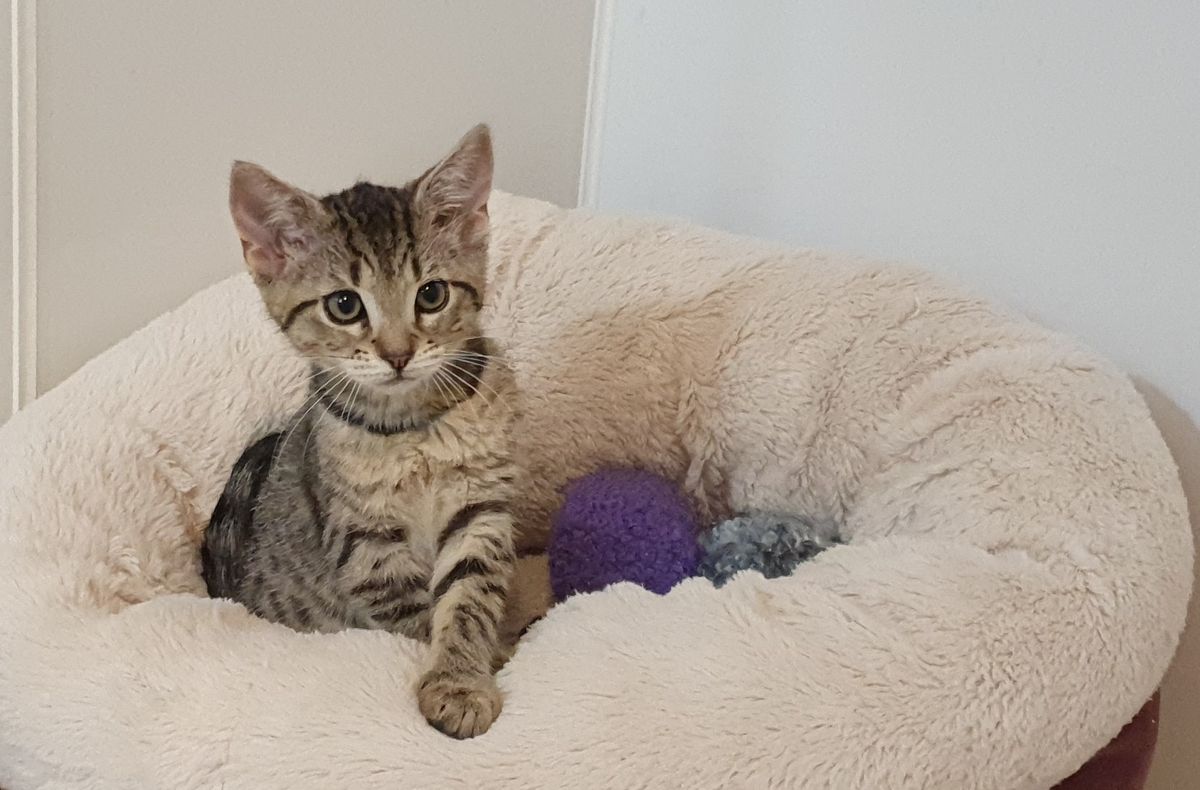 Gallery image: Guava