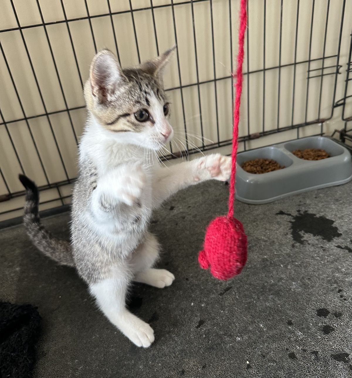 Gallery image: Coconut