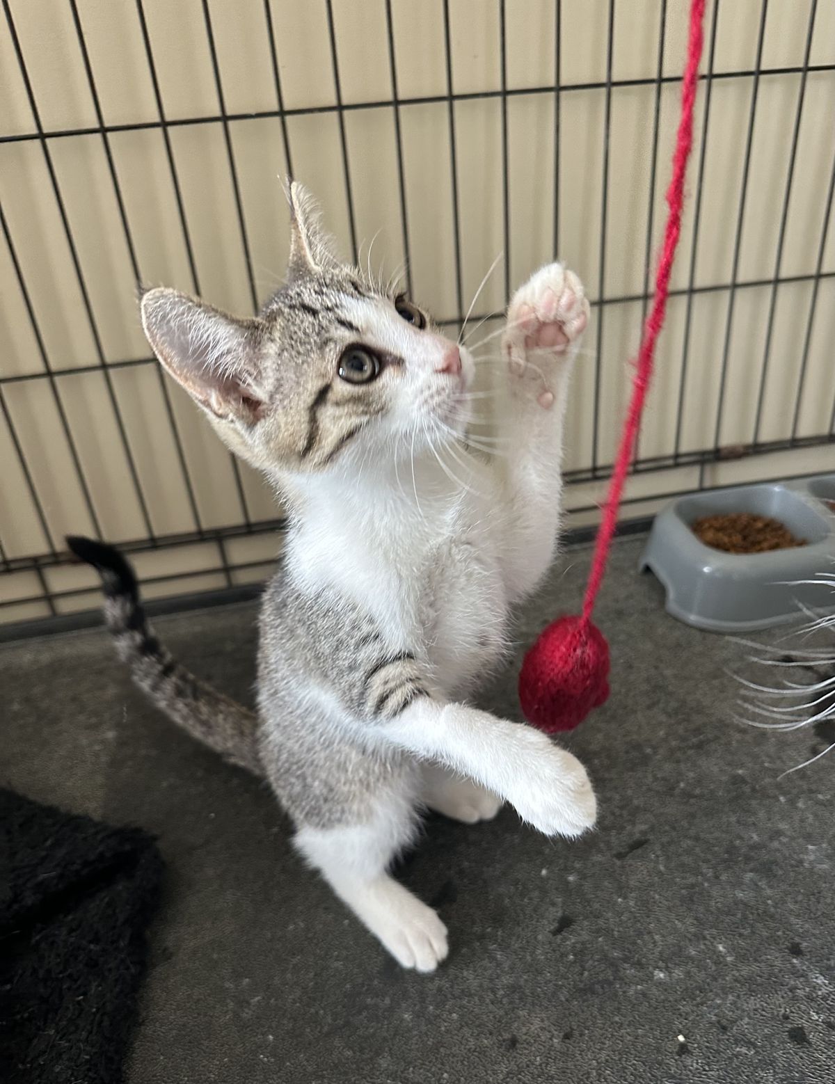 Gallery image: Coconut