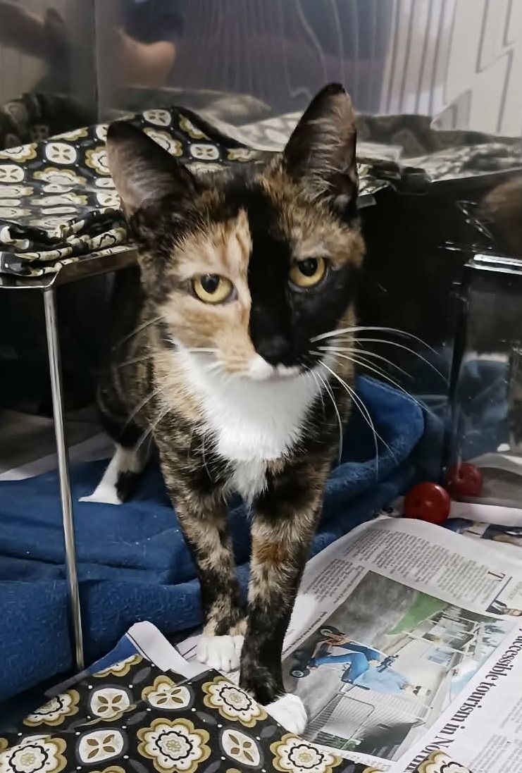 Gallery image: Shelby