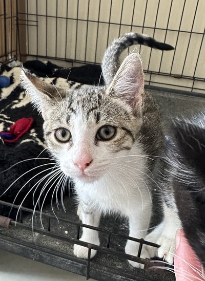 Coconut - Domestic Short Hair