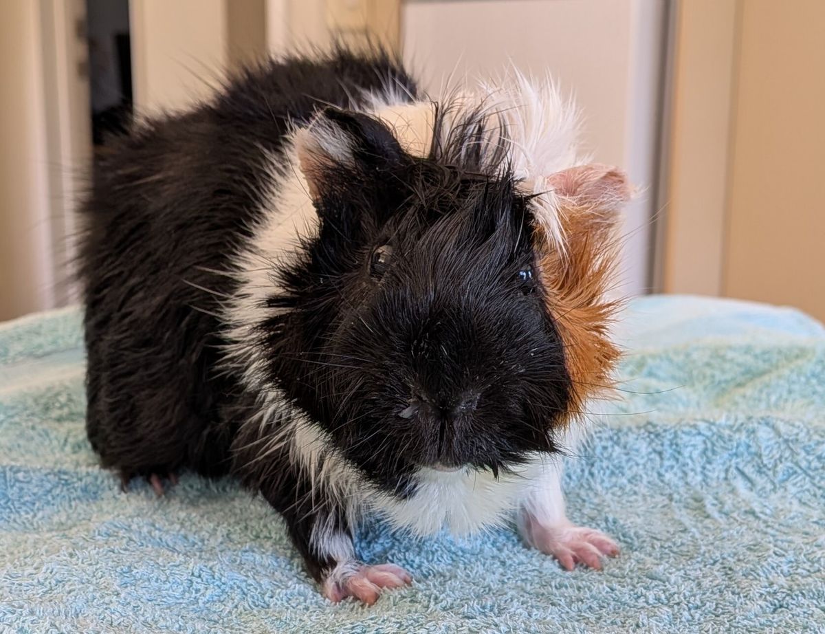 Gallery image: Chester